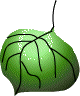 llapa.gif (3458 bytes)